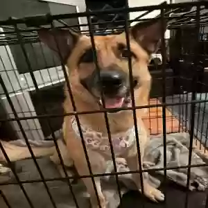 adoptable Dog in Kunkletown, PA named Nova
