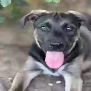 adoptable Dog in Mabank, TX named Maddie