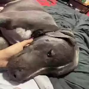 adoptable Dog in Gary, IN named King