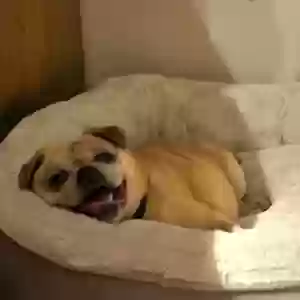 /images/pets/original/2185520_52321_20250720_185709.jpg
