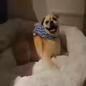 adoptable Dog in Monrovia, CA named Pugsley