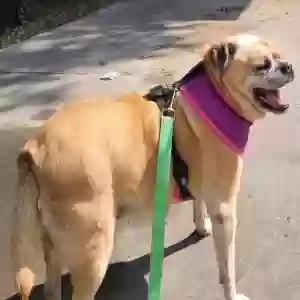 /images/pets/original/2185520_81172_20250315_150823.jpg