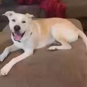 adoptable Dog in Fresno, CA named Blue