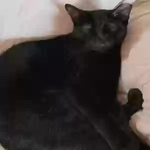 adoptable Cat in Modesto, CA named Elvira