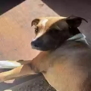 adoptable Dog in Lewisburg, OH named One is Dexter and the other one is chase