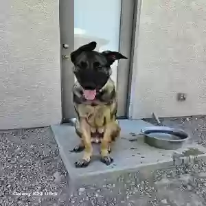 adoptable Dog in Bullhead City, AZ named Grimmig