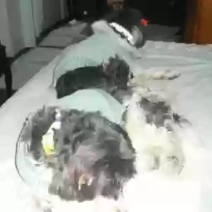 adoptable Dog in Moreno Valley, CA named Yumi and Keiko
