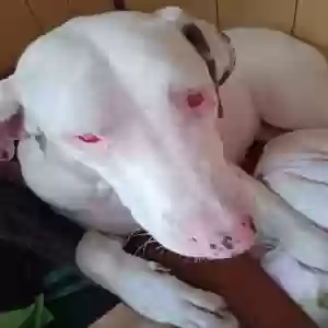 adoptable Dog in Cleburne, TX named Torah Jean