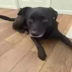adoptable Dog in Kingsport, TN named Blackie