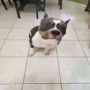 adoptable Dog in Port Saint Lucie, FL named Nova