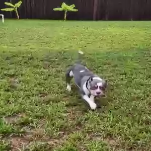 /images/pets/original/2185618_22012_20250703_195218.webp