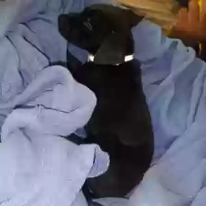 adoptable Dog in Cleburne, TX named Unknown