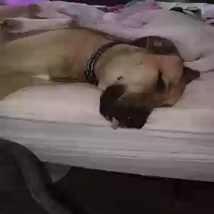 adoptable Dog in Cleburne, TX named Wolf