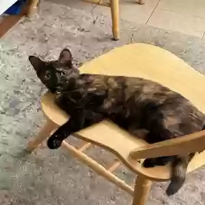 adoptable Cat in Port Huron, MI named Hazel