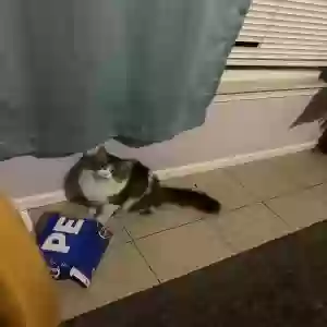 adoptable Cat in Port Huron, MI named Esther