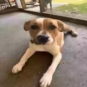 adoptable Dog in Memphis, TN named Bagel