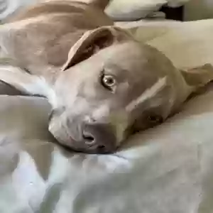 adoptable Dog in Long Beach, CA named Kismet