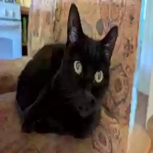 adoptable Cat in Bellingham, WA named Cleo