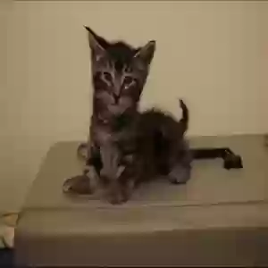 adoptable Cat in Anaheim, CA named None