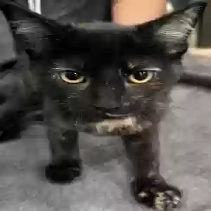 adoptable Cat in Allen, TX named Cabra