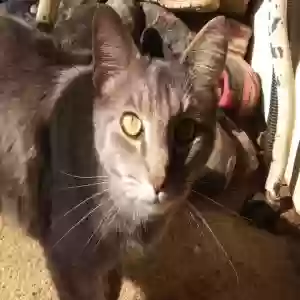 /images/pets/original/2185676_82173_20190209_114208.jpg