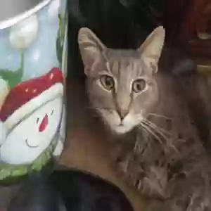 adoptable Cat in Athens, OH named Winker