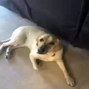 adoptable Dog in Dana Point, CA named Dallas