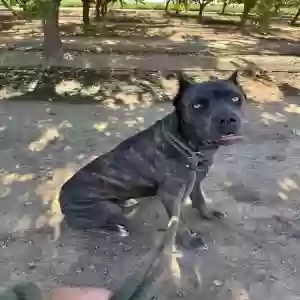 adoptable Dog in Crows Landing, CA named Violet