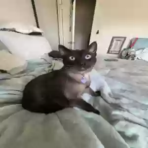 adoptable Cat in La Verne, CA named Mamas