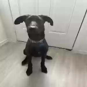 adoptable Dog in San Antonio, TX named Sushi