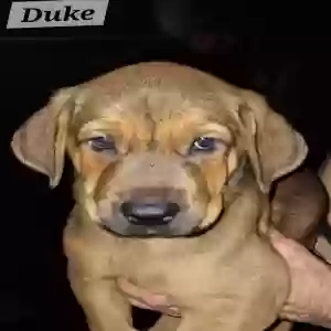 /images/pets/original/2185722_actual_one.webp
