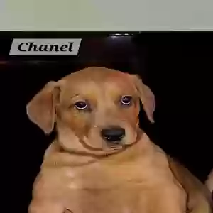 /images/pets/original/2185723_actual_one.webp