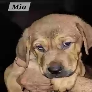 /images/pets/original/2185725_actual_one.webp