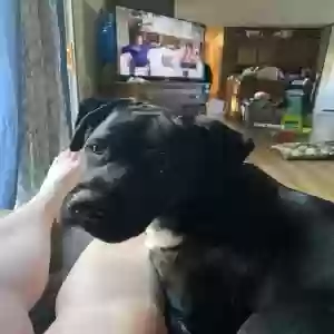 adoptable Dog in West Olive, MI named Apollo