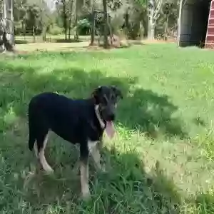 adoptable Dog in Bedias, TX named Jack