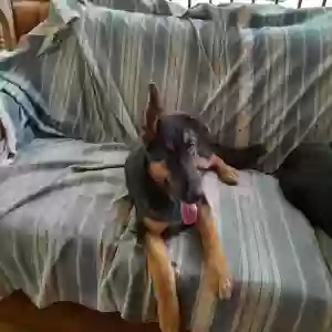 adoptable Dog in Bedias, TX named Parker
