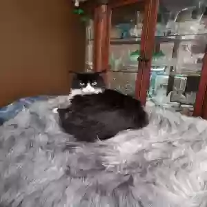 adoptable Cat in Sun City, CA named IKEE