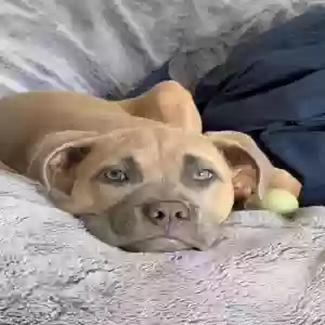 adoptable Dog in Plainfield, IL named Bella