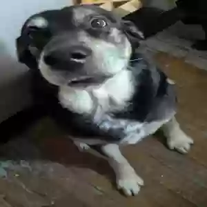 adoptable Dog in Springfield, OH named Buddy