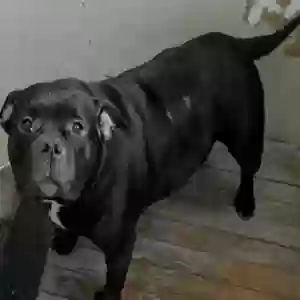 adoptable Dog in Springfield, OH named Myhrr