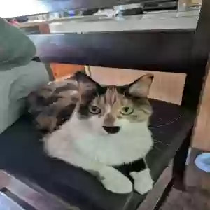 adoptable Cat in Howard City, MI named Cookie
