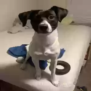 adoptable Dog in Lithonia, GA named Rylo