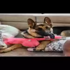 adoptable Dog in Oxford, OH named Commander