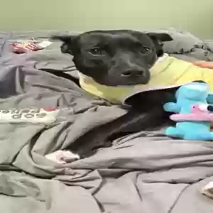 adoptable Dog in Oak Park, MI named Athena