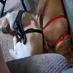 adoptable Dog in Akron, OH named Roscoe and Brady