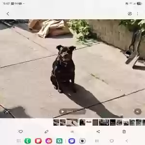 adoptable Dog in Detroit, MI named ThorTanyon