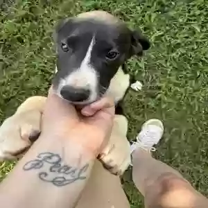 adoptable Dog in Marietta, GA named Oreo