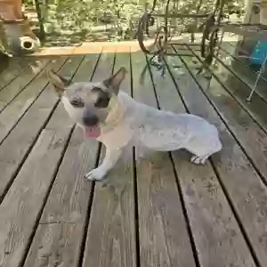 adoptable Dog in Whitney, TX named Unknown