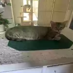 adoptable Cat in Irving, TX named Abbey and 3 of her kittens