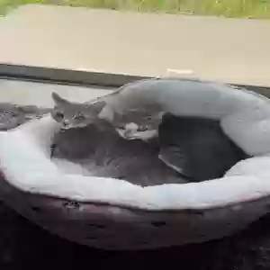 adoptable Cat in Hialeah, FL named Luna and Sophie
